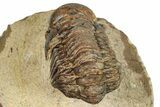 Bargain, Crotalocephalina Trilobite - Foum Zguid, Morocco #250070-4